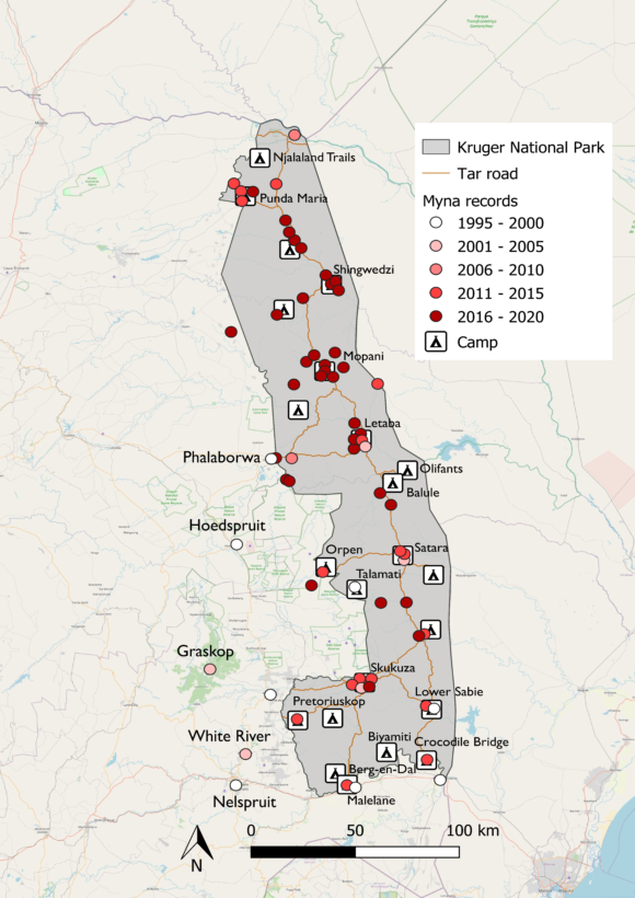 Read more about the article Rapid increase in common myna invasion in an iconic protected area