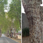 Mapping of street trees help city prioritizes areas for greening