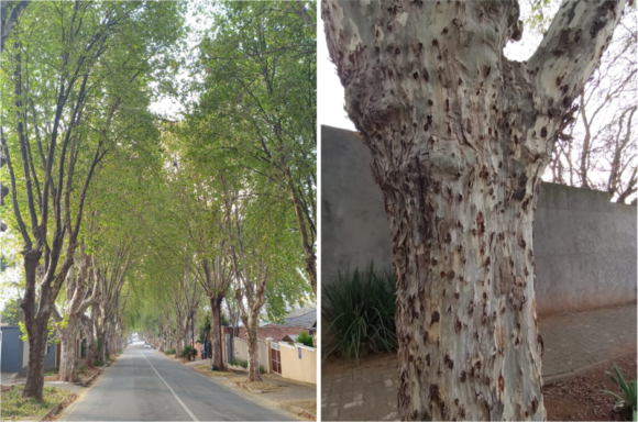 Read more about the article Mapping of street trees help city prioritizes areas for greening