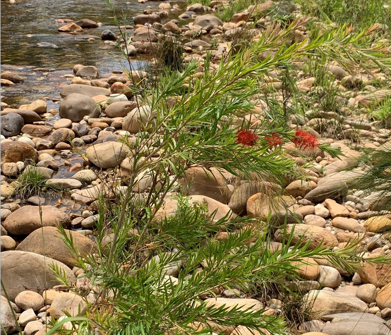 Read more about the article Harnessing community science to manage invasive species: A case study of Melaleuca in South Africa