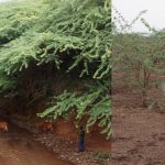 Scientists tackle one of Africa’s most destructive invasive trees