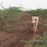 Scientists tackle one of Africa’s most destructive invasive trees