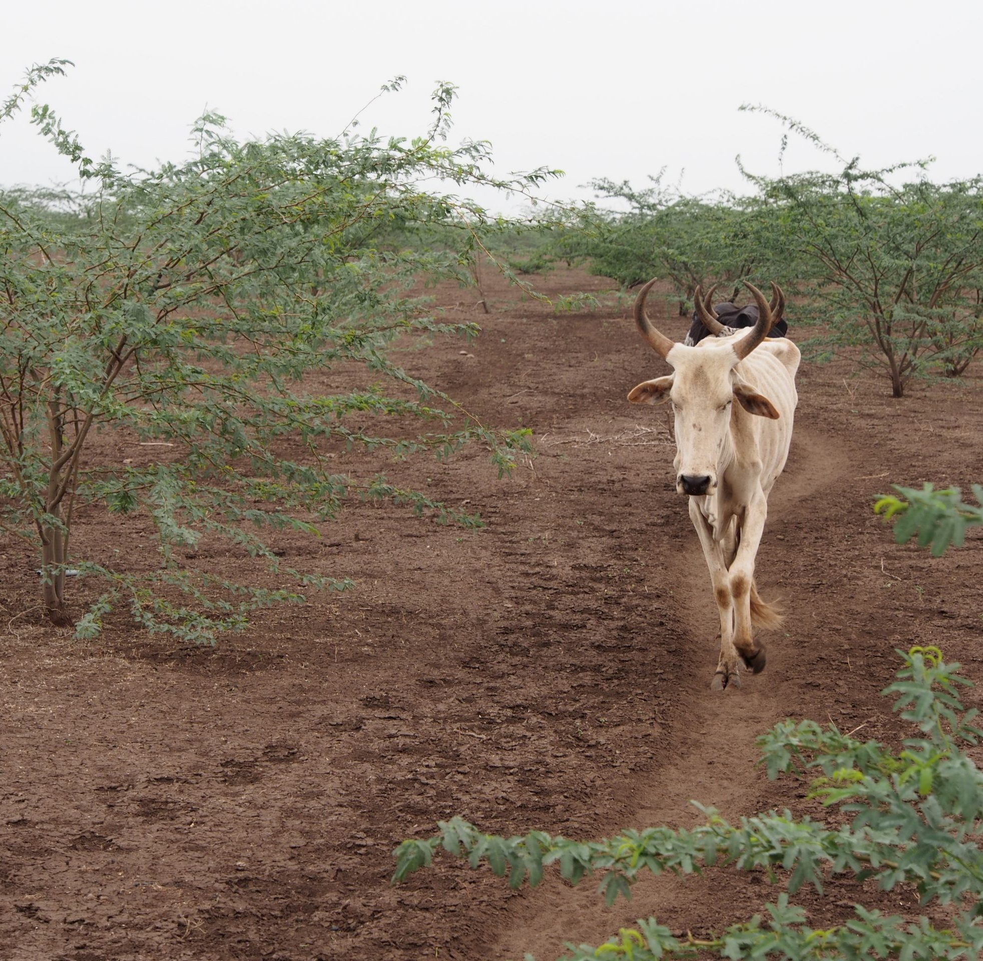 Read more about the article Scientists tackle one of Africa’s most destructive invasive trees