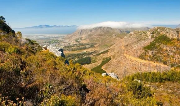 Read more about the article Lost fynbos seeds from underground ‘time capsules’ in South Africa can grow again – new study
