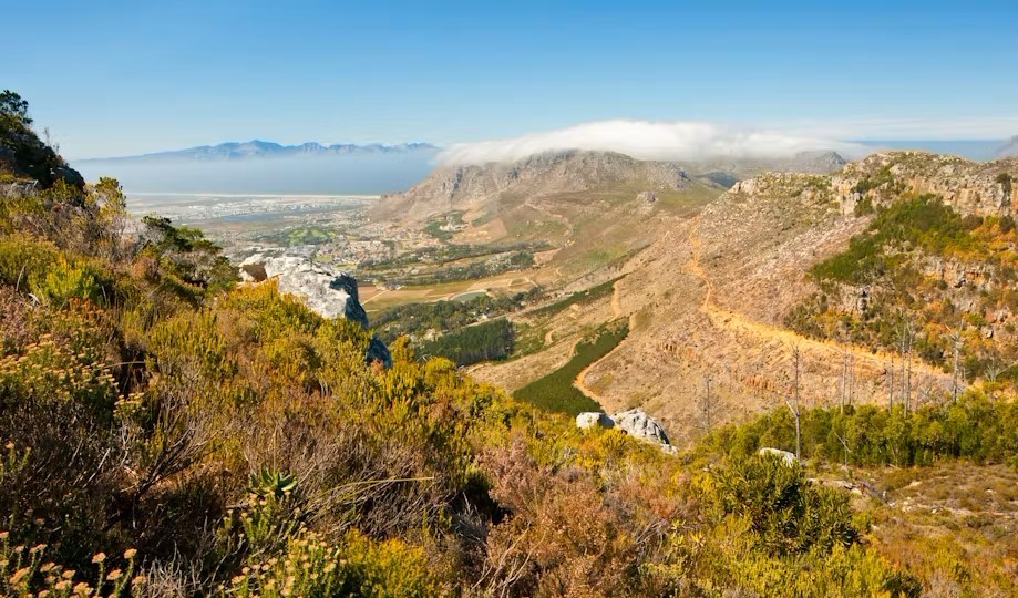 Read more about the article Lost fynbos seeds from underground ‘time capsules’ in South Africa can grow again – new study