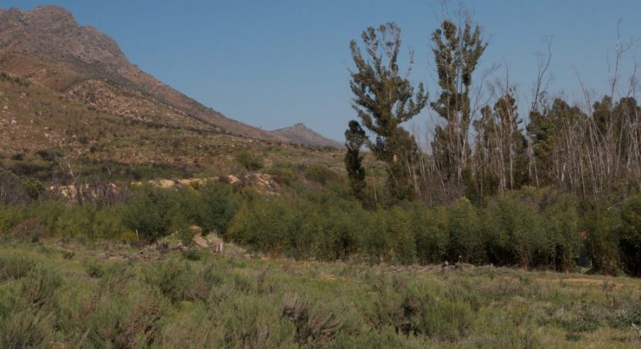Read more about the article Tortoises in invaded habitats: do thermal changes affect their performance?