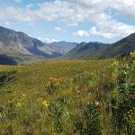 Stewards of Nature and Stellenbosch University showcase biodiversity benefits of invasive tree clearing