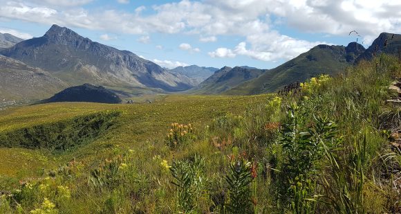 Read more about the article Stewards of Nature and Stellenbosch University showcase biodiversity benefits of invasive tree clearing