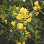 South Africa, the world capital of tree invasions