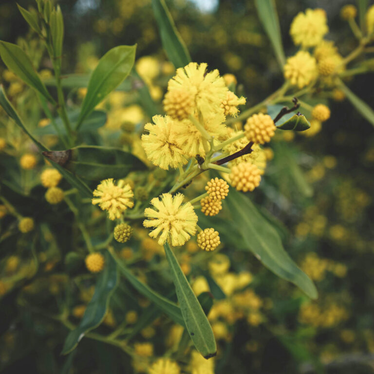 South Africa, the world capital of tree invasions