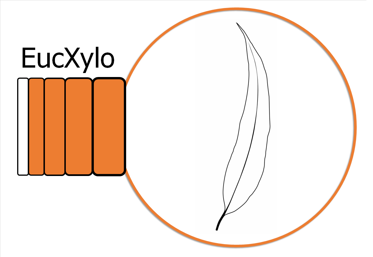 The Hans Merensky Chair in Advanced Modelling of Eucalypt Wood Formation