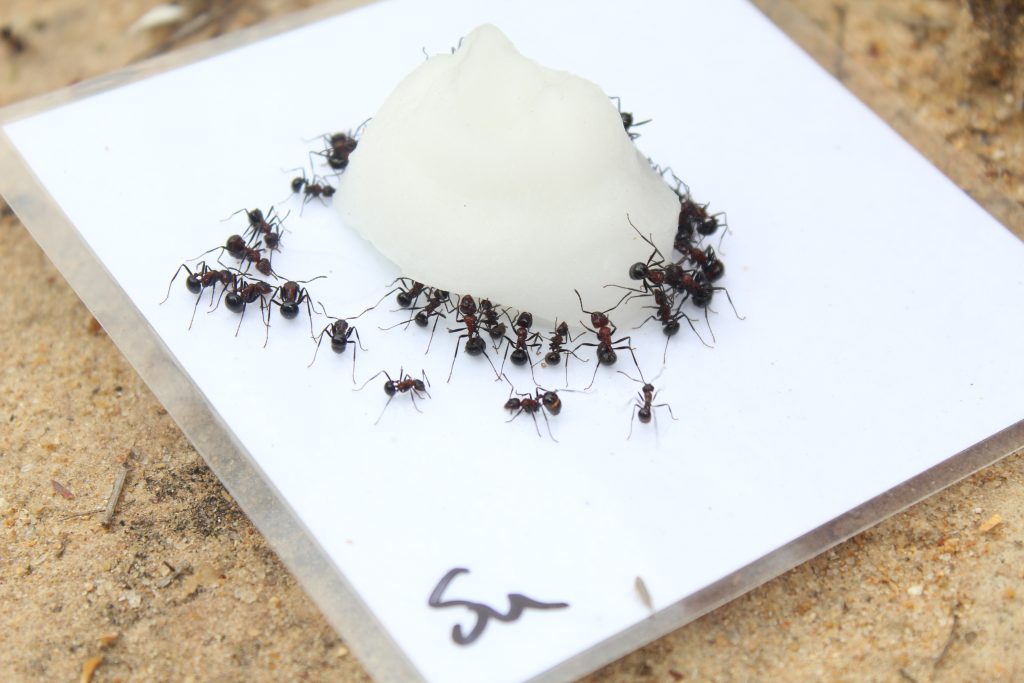 Myrmicaria ants attracted to cat food and sugar baits.
