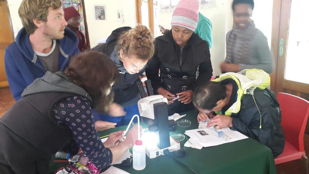 Camphill residents using microscopes to look at ants from close-up and to identify ant species