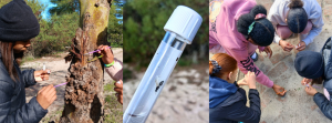 Read more about the article Inspiring future conservationists: girls discover entomology as a career
