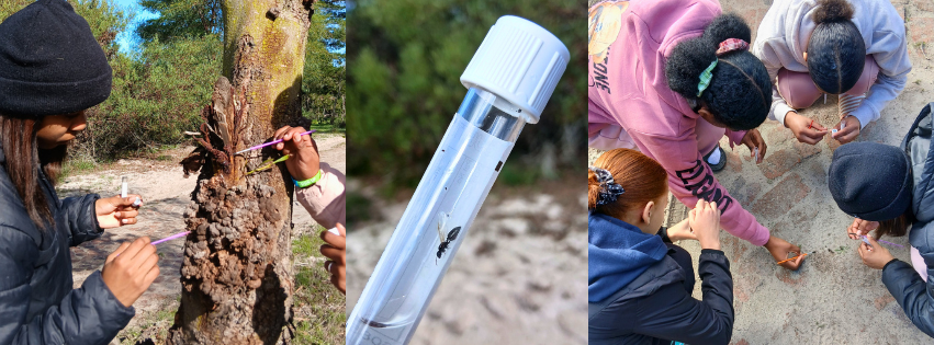 Inspiring future conservationists: girls discover entomology as a career