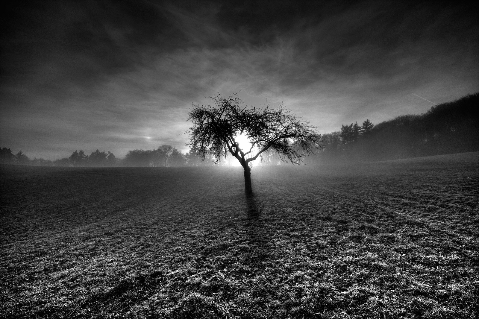 Tree of Life